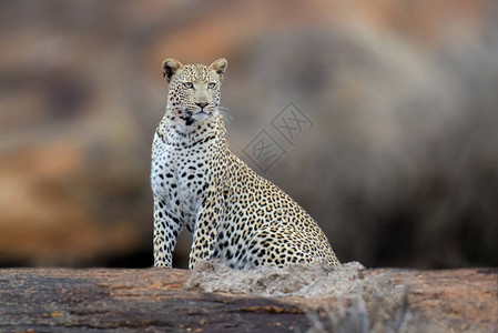 非洲豹Pantheraardusshillidgei背景图片