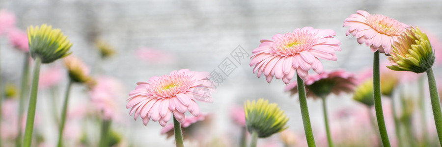 温室中粉红色和黄色非洲菊的横幅图片