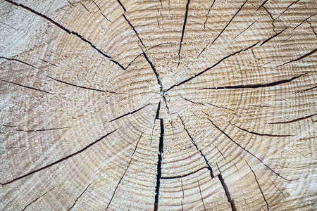 树干的木质纹理图片