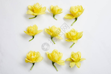 平铺的黄色水仙花在白色的正方形上排列背景图片