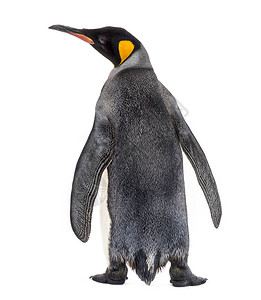 一只被白色隔离的国王企鹅的背影背景图片