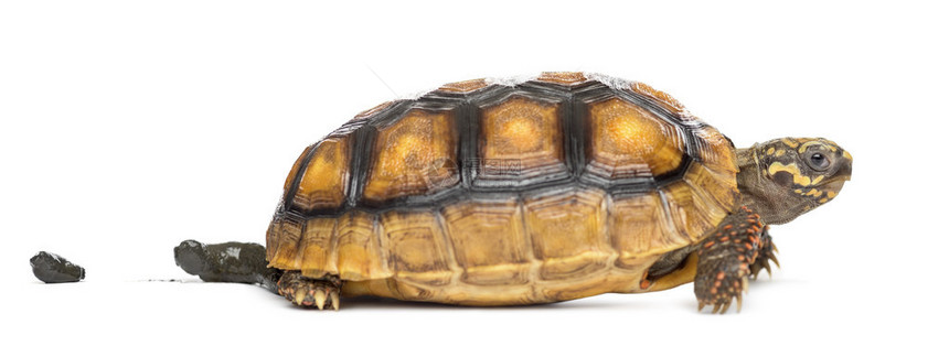 红脚乌龟两岁碳酸雪罗诺伊地在白图片