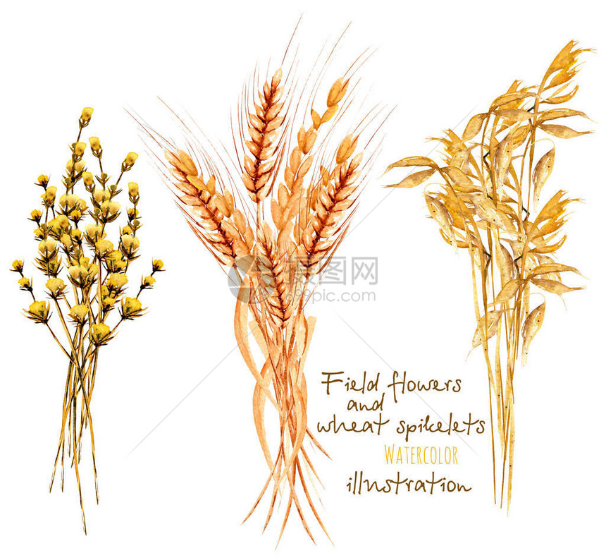 用小麦和干花白底水彩的手画在白色背图片