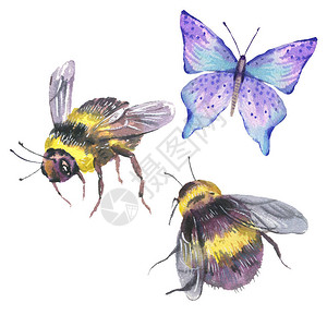 水彩天然蜜蜂和蝴蝶夏季插图以白图片