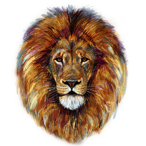 白色背景的雄狮头的数字画图片