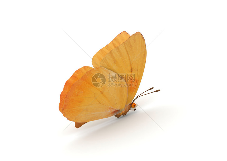 孤立的橙蝶白色背景系列中的3图片