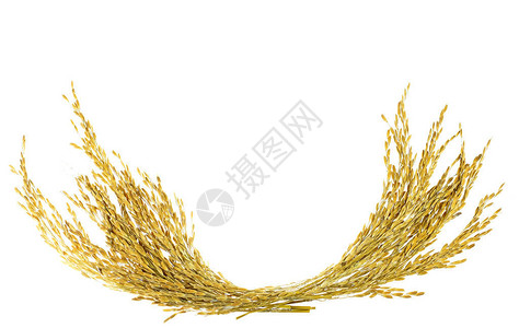 小麦的穗白色背景的糯稻穗设计图片