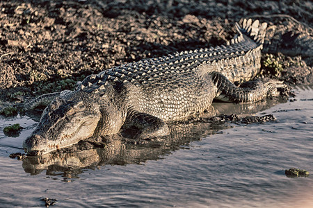 在澳大利亚的河流池塘和光中的爬行动物鳄鱼图片