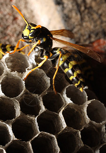 黄蜂和它的蜂窝图片