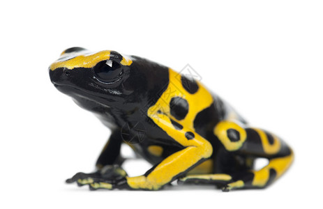 黄色带状毒镖蛙高清图片