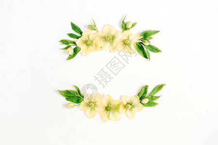 花圈框架由黄色藜芦花和白色背景上的绿叶制成图片