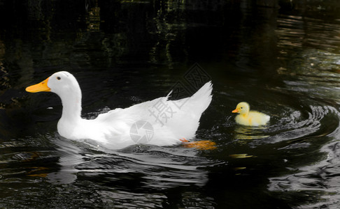 小黄鸭白母鸭正在水缝里游泳图片