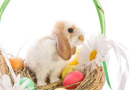 复活节兔子在一个篮子里图片