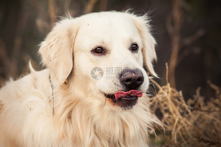 年轻的猎犬图片