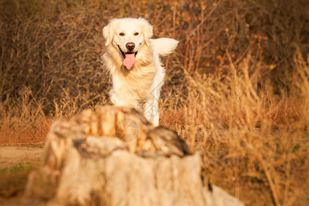 年轻的金毛猎犬在秋季公园奔跑图片