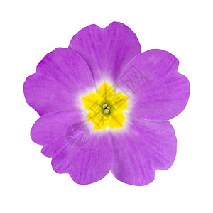 白色背景上孤立的黄色中心的单紫纯色花朵Primul背景图片