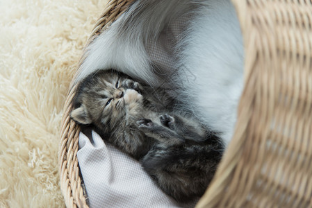 可爱的虎斑小猫睡在篮子里图片