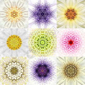 九种白色同心花朵曼达拉斯集万花筒共心设背景图片