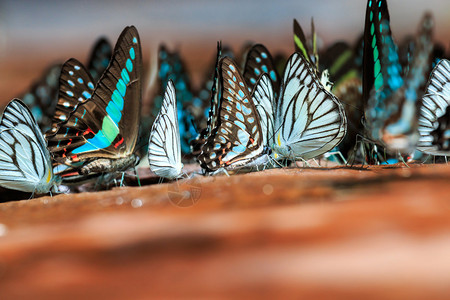 泰国SakaeoPangSiDa公园美丽的蝴蝶从距离和有选择图片