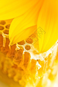 用蜂蜜和黄色花的甜蜂窝图片