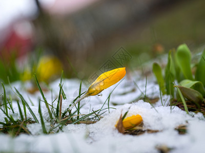 融雪中的黄色番红花和草背景图片