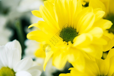 美丽盛开的白色和黄色花朵的特写视图图片