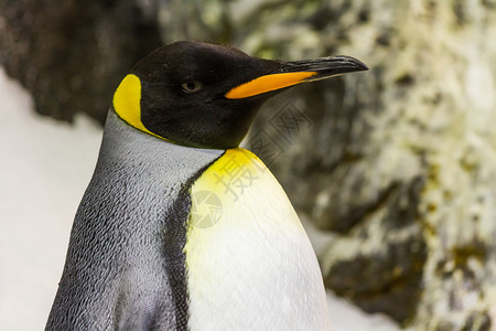 西班牙加那利群岛特纳里夫岛LoroParqueTe图片