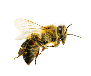 白飞的蜜蜂图片