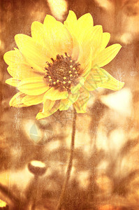艺术grunge花卉背景图片