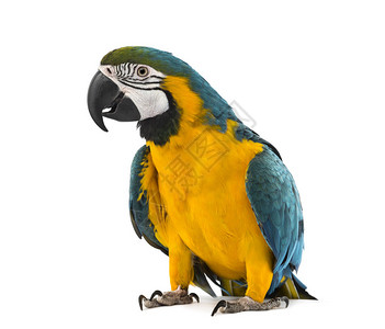 蓝色和黄色的Macaw在图片
