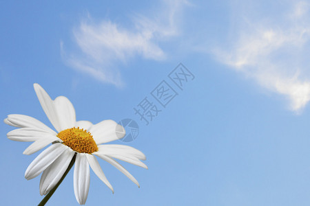 在蓝天背景的雏菊单花图片