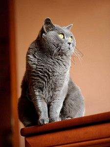坐在橱柜上的英国短毛猫图片