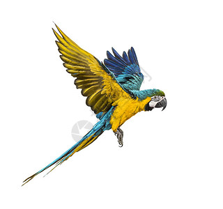 蓝色和黄色金刚鹦鹉图片