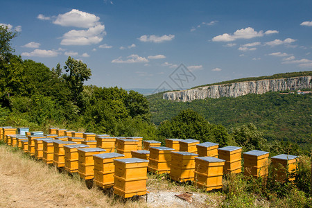 排队的黄色蜂箱背景图片
