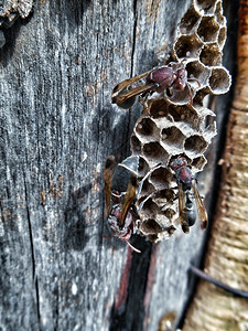 黄蜂在树上筑巢图片