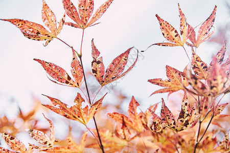 公园树枝上秋季橙叶的特写图片