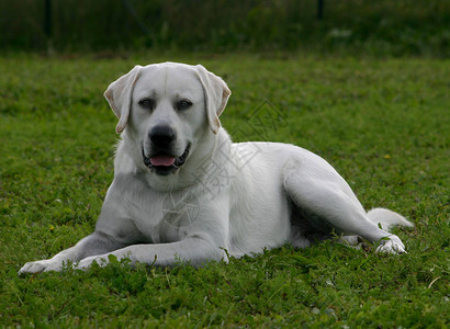 纯种拉布多猎犬的肖像图片