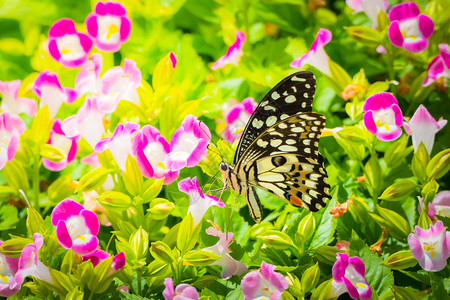 美丽的蝴蝶在多彩花朵图片