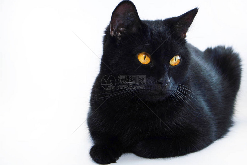 黑猫非常漂亮的猫孤图片