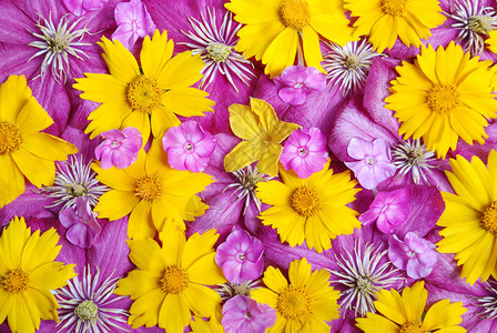 花拼贴与一点紫罗兰色花图片