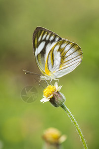 黄色花上的蝴蝶与草背景图片