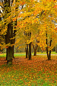 郊野公园的秋景图片