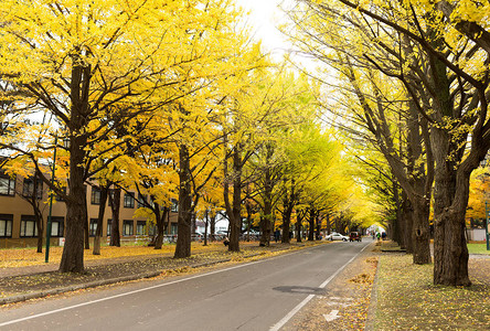 有银杏树的秋天公园图片