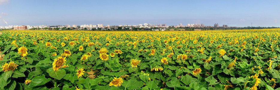 以色列的黄向日葵对农村地区大观校图片