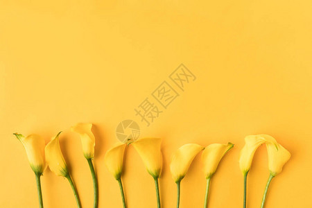 黄色的黄花朵在黄色图片
