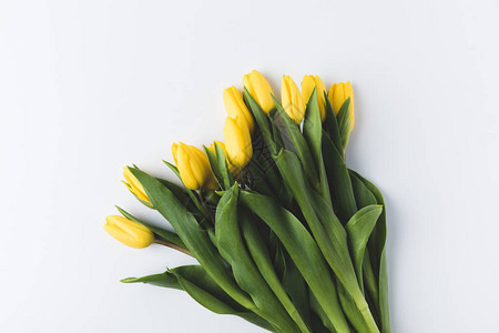 美丽的黄色郁金香朵丽叶在图片