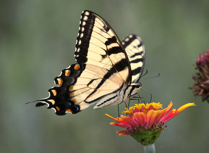 虎凤蝶以花为食图片