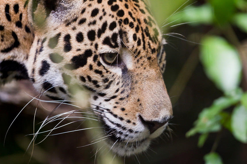 伯利兹雨林中美洲虎的特写图片