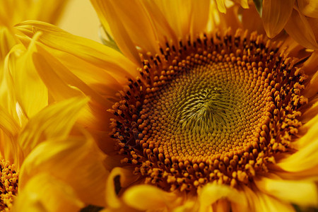 黄色向日葵的美丽质地特写背景图片