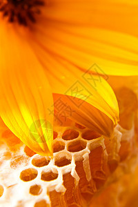 蜂蜜和黄花的甜蜜蜂窝图片